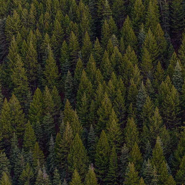 Forêt de conifères vue du ciel